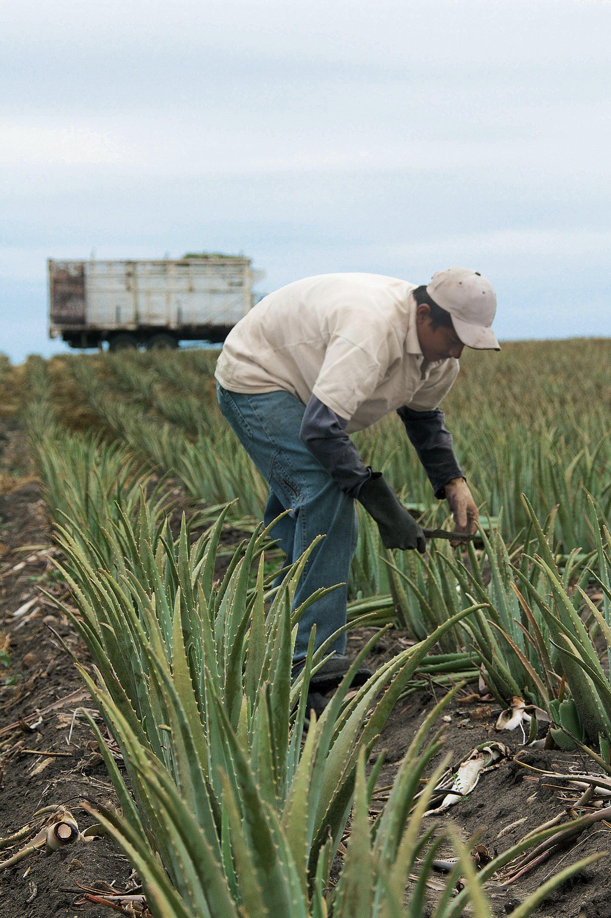 Aloe Men